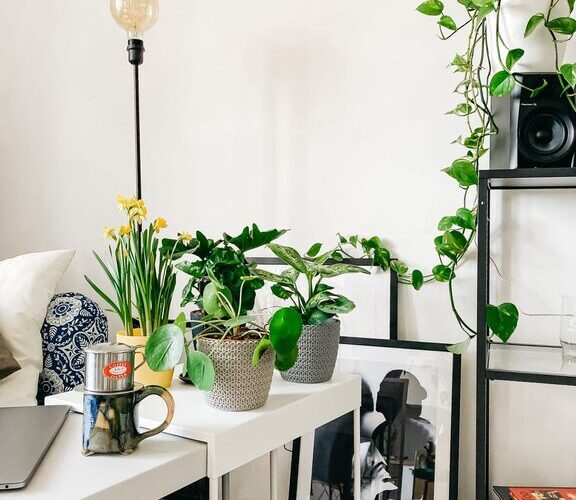 Guía para elegir plantas de interior según la luz